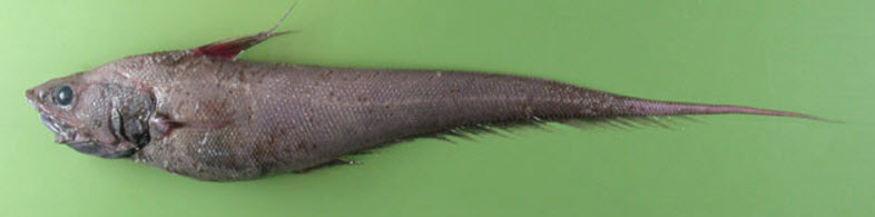 Coryphaenoides armatus